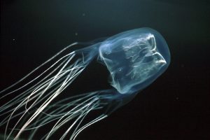box jellyfish sting facts