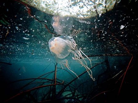 Box Jellyfish Sting Facts | Deadliest Sting