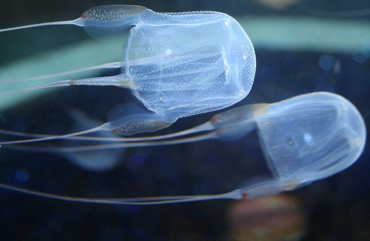box jellyfish habitat