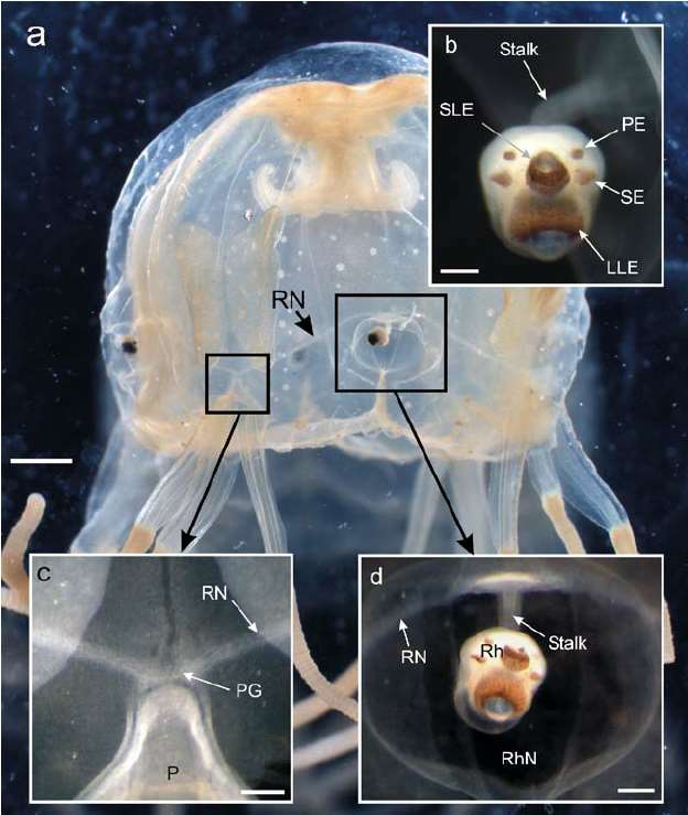 do box jellyfish have brains