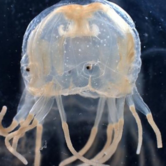 Do Box Jellyfish have Brains | Box Jellyfish Brain