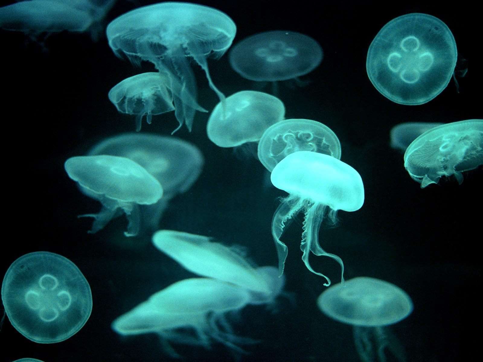 what eats box jellyfish | box jellyfish predators -