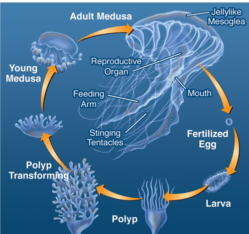 how do box jellyfish reproduce 