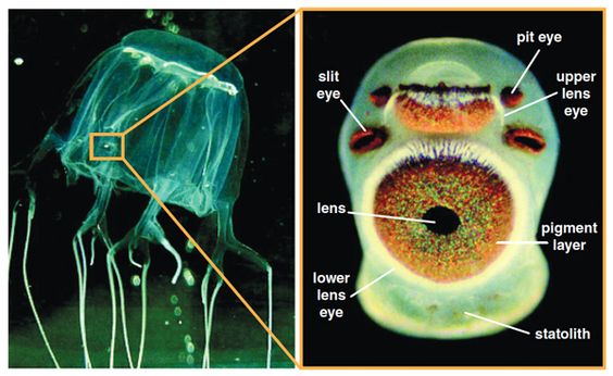 How many Eyes do Box Jellyfish have