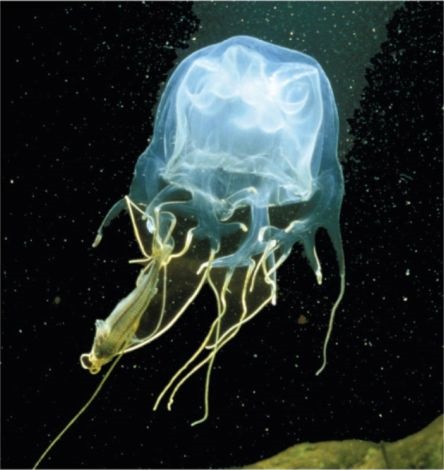 What do box jellyfish eat
