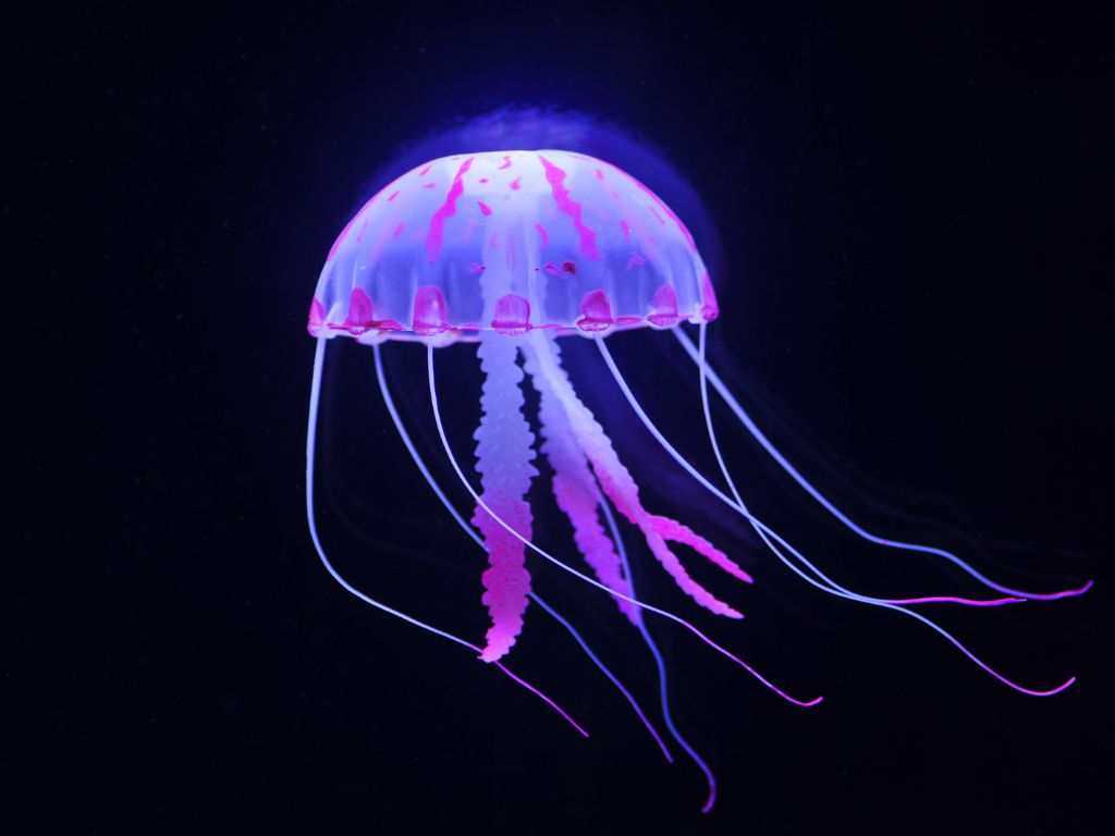 Why Are Box Jellyfish So Deadly