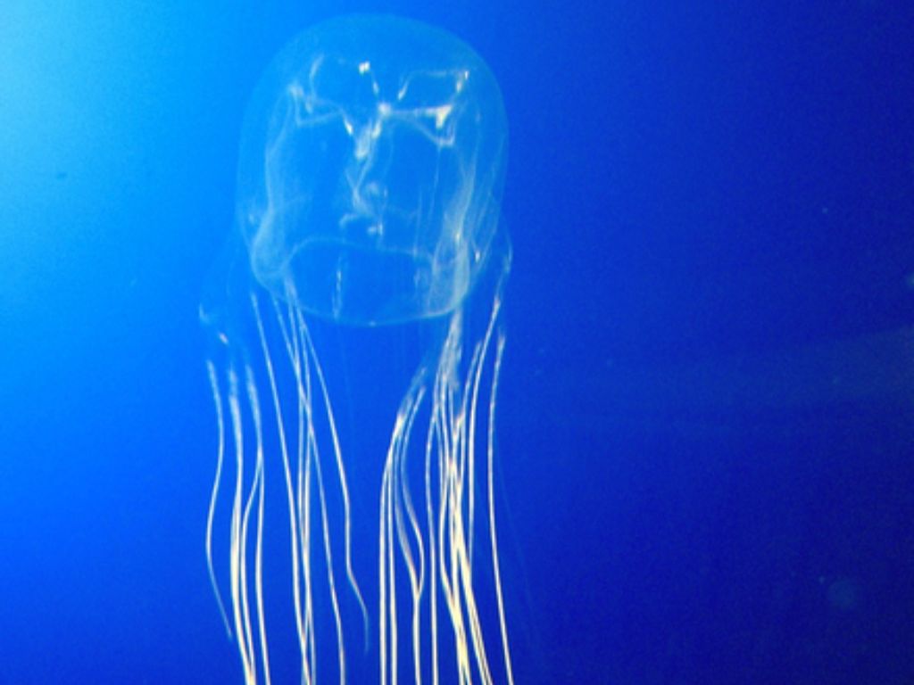 How long do box jellyfish live in captivity