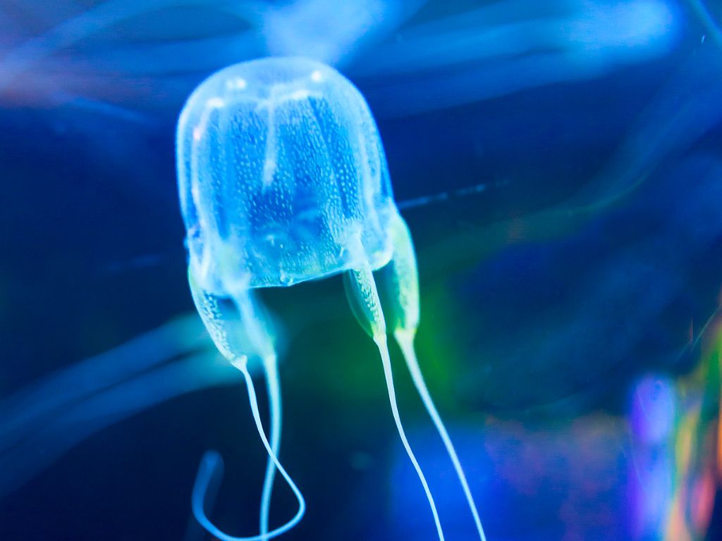 What do box jellyfish look like